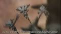 Claymore Ep 10